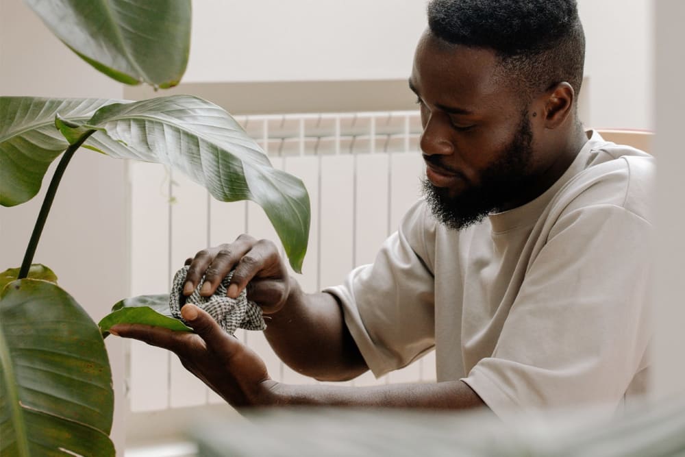 A man using a damp cloth to wipe the leaves of a large plant