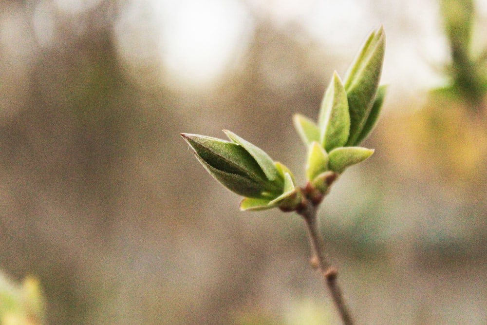 A close up of a flowering bud on plant