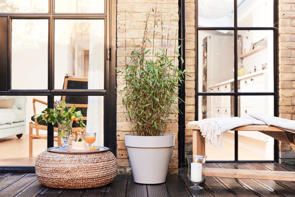 A black bamboo on an outdoor deck