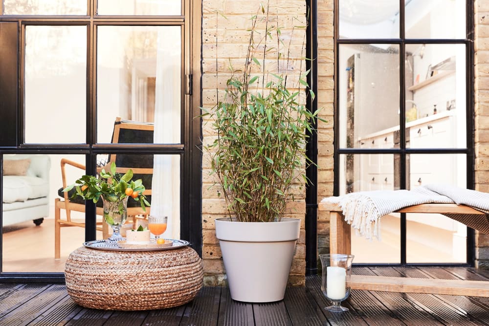 A black bamboo plant in a plastic grey loft pot, outside on a deck