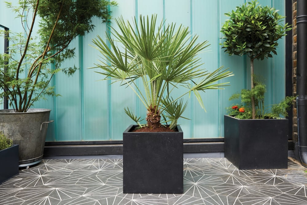 A chamaerops humilis and a bay tree planted in black fibrestone cube pota, outdoors on a patio terrace