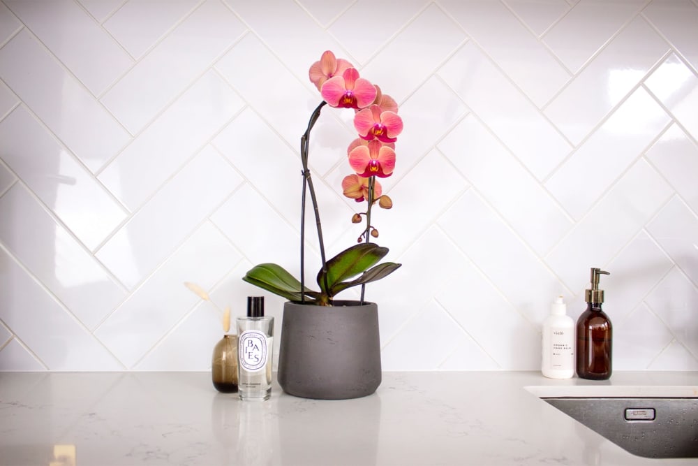 Pink 'orange Niagara' orchid in a black clay pot in a kitchen