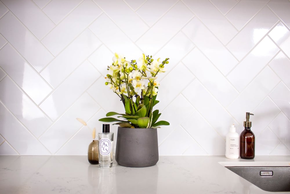 22 Best Types of Orchids - Orchid Care Guide