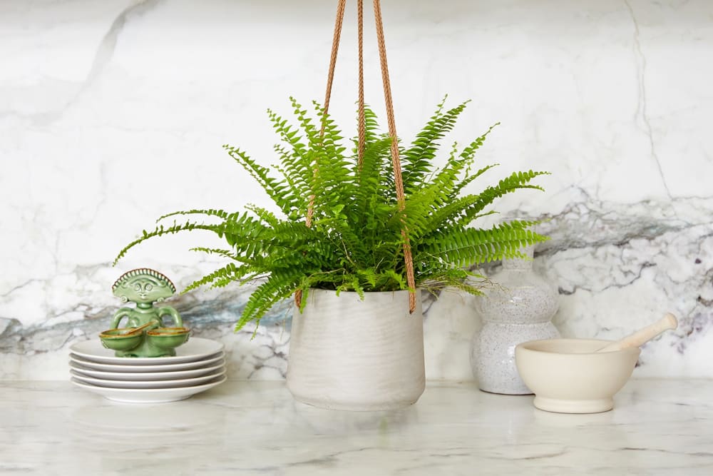 A Boston fern plant in a hanging light grey clay pot in a kitchen