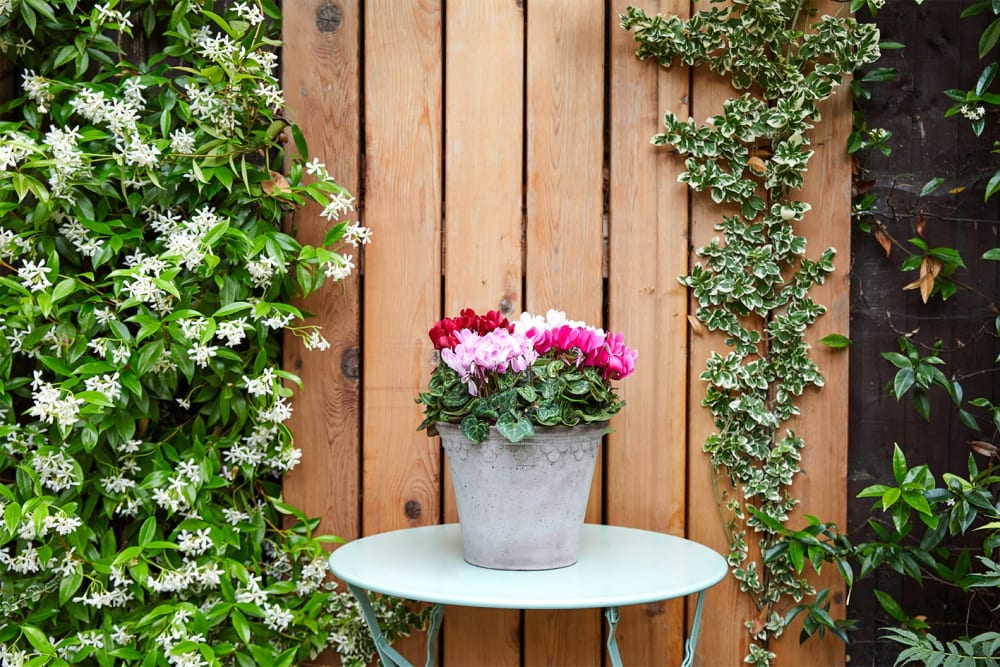 Red, pink and white cyclamens planted in a decorate pot on a table outside in a garden