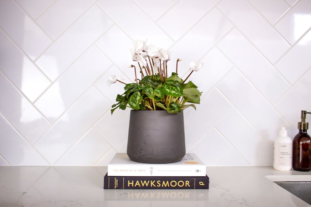 A white cyclamen plant in a black clay pot in a kitchen