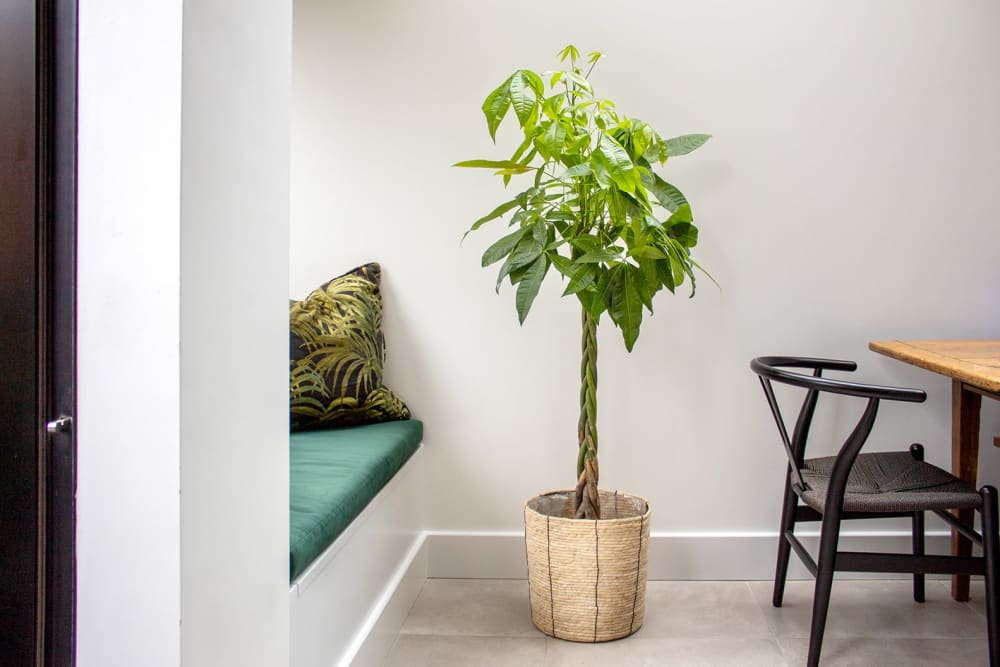 A large money tree in a rope basket near a window in a dining room