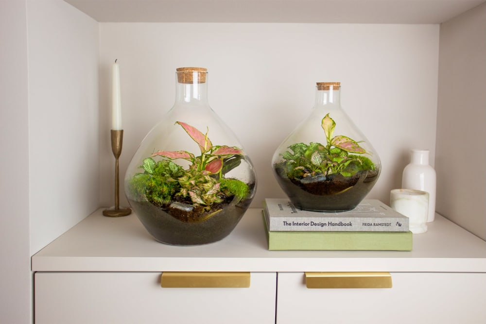 Terrarium Care And Maintenance – Tips On Caring For A Terrarium