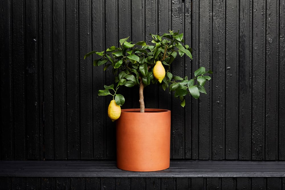Complete guide to lemon tree care