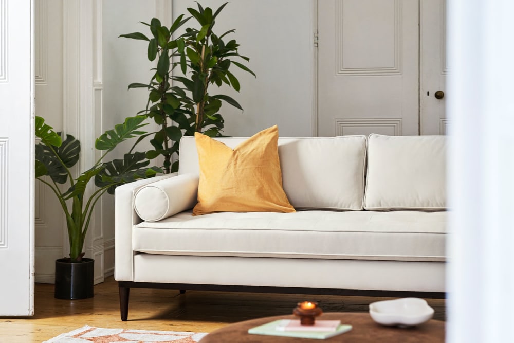 An African fig plant next to a sofa in a living room