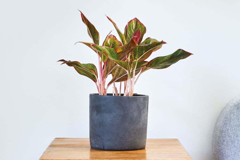 Chinese Evergreen Plant Care Guide - How To Grow Aglaonema