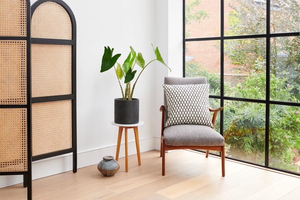 A 'zebrina' elephant ear plant in a black concrete pot on a side table next to a window in a living room