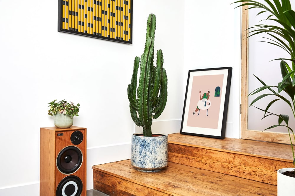 Large euphorbia in a blue fractured pot in a hallway on flight of stairs