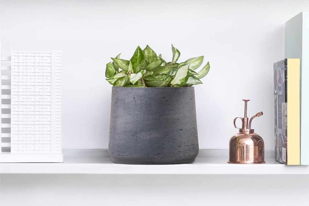 A small hoya plant in a black clay pot on a shelf in a study or home office