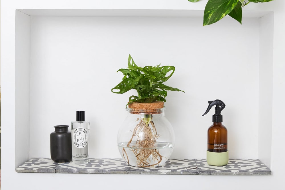 Hydroponic monstera adansonii in water in a glass bowl in a bathroom