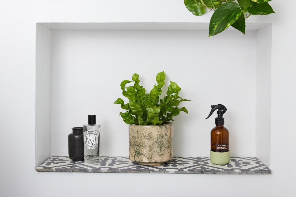 Bird's nest fern in a decorative pot on a shelf in a bathroom