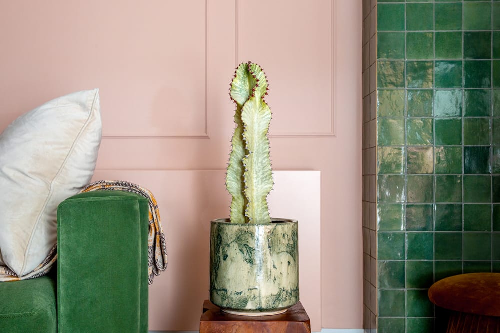 A variegated euphorbia in a decorate pot on a side table in a living room