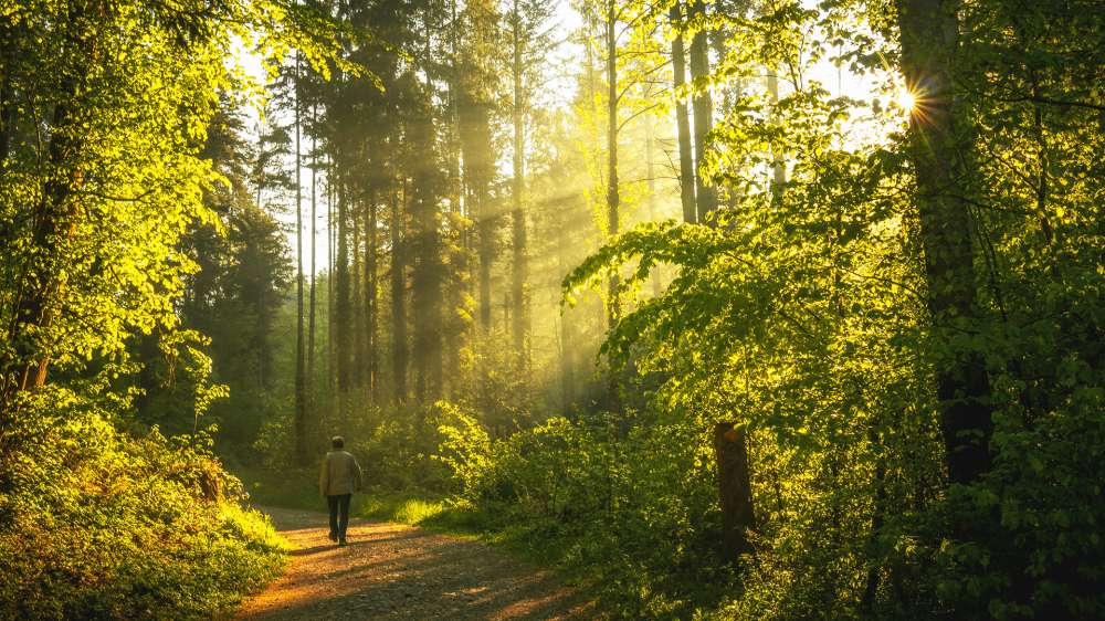 Bright sun rays beam through thick trees and shrubbery, a man is walking on a public footpath.