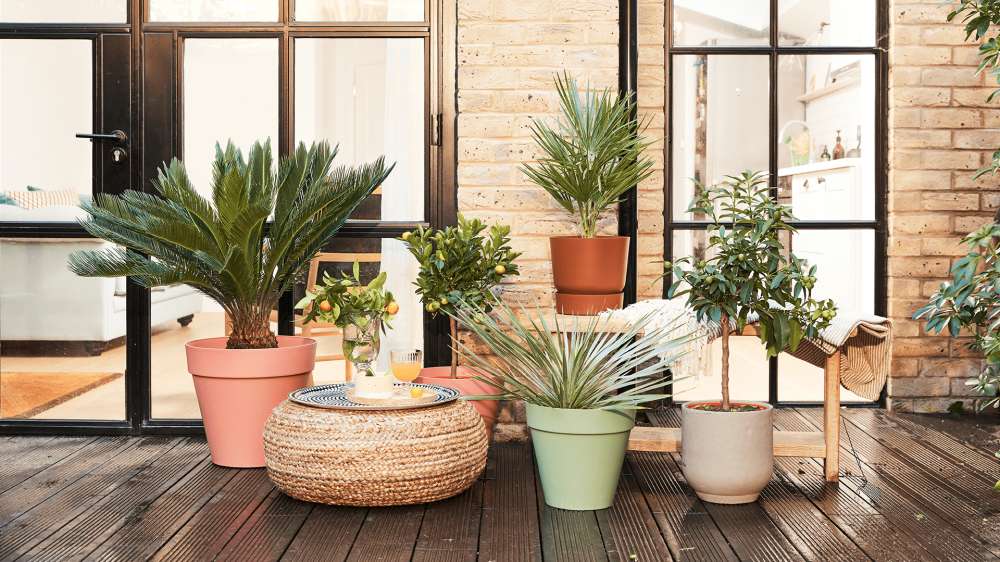 A group of outdoor plants in pots, such as ferns and fruit trees, placed in front of a large patio door.