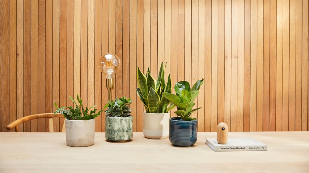 Zig zag cactus in a light grey concrete pot, green succulent in a green fractured pot, snake plant in a light grey concrete pot and small fidle leaf fig plant in a navy blue ceramic pot grouped together, on top of a table top.