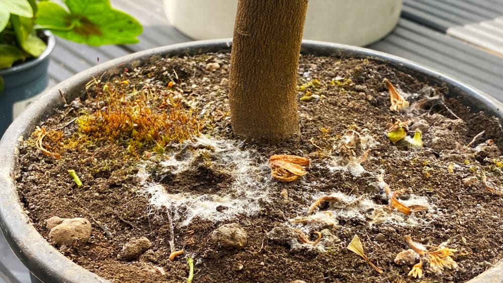 is plant's soil mouldy? Patch Plants