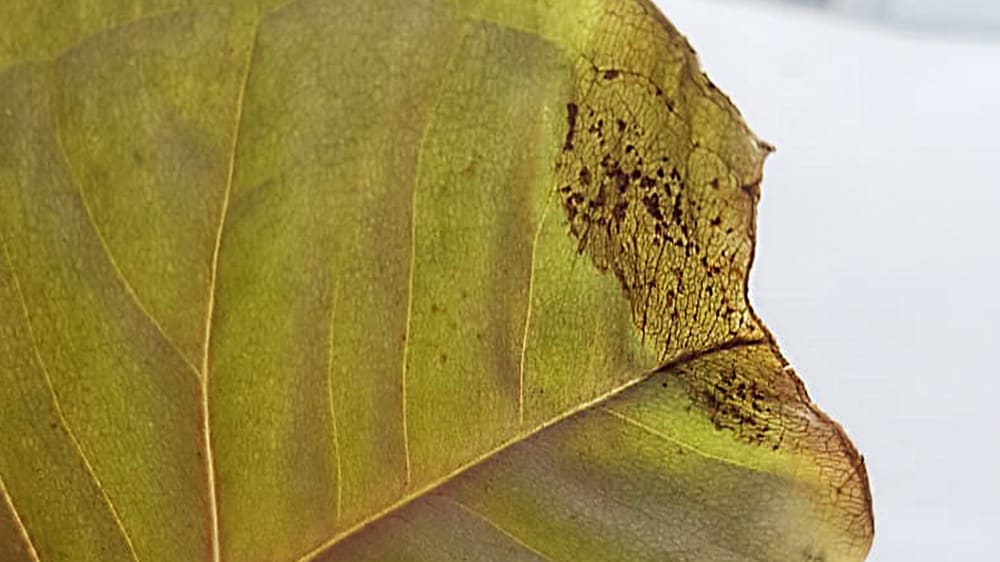 Stop What's Causing Brown Spots on Fiddle Leaf Fig Leaves Quickly