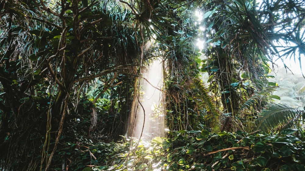 A rainforest densely populated with plants