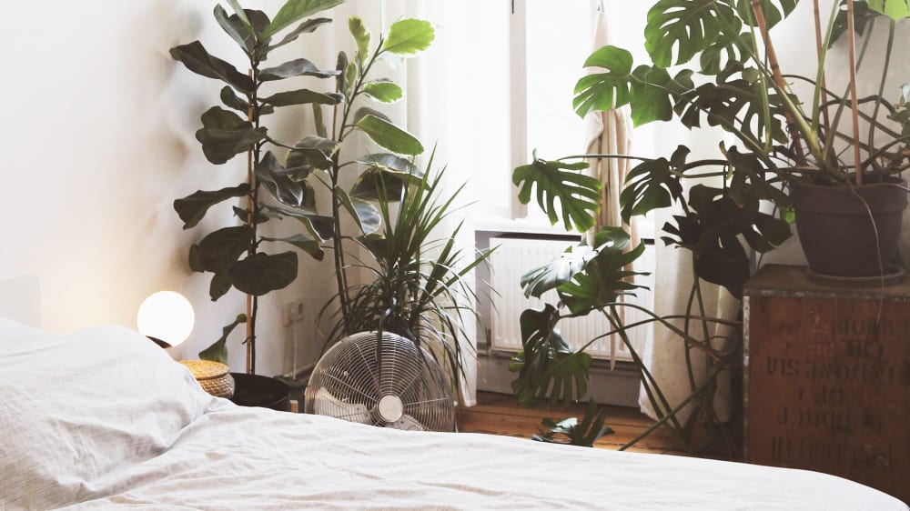 Decorate your bedroom with plants | Patch Plants