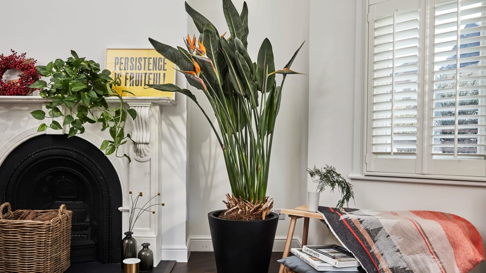 A flowering bird of paradise in a living room