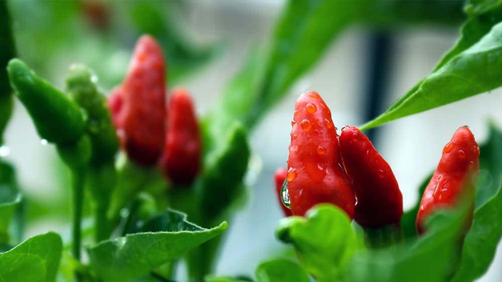 Close up of a chillies on a plant