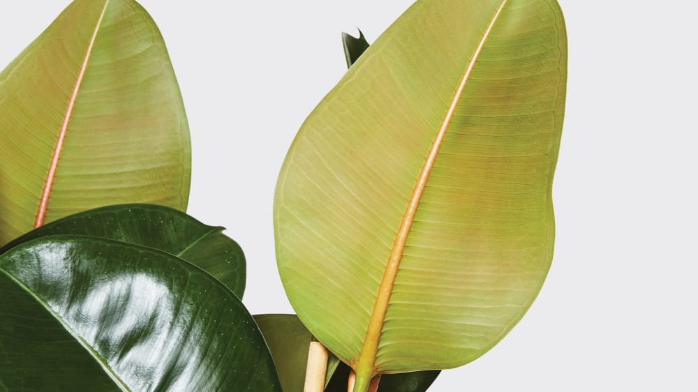 The Rubber Plant Care Guide - Ficus Elastica