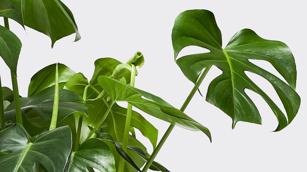 Close-up of a Swiss Cheese plant leaf