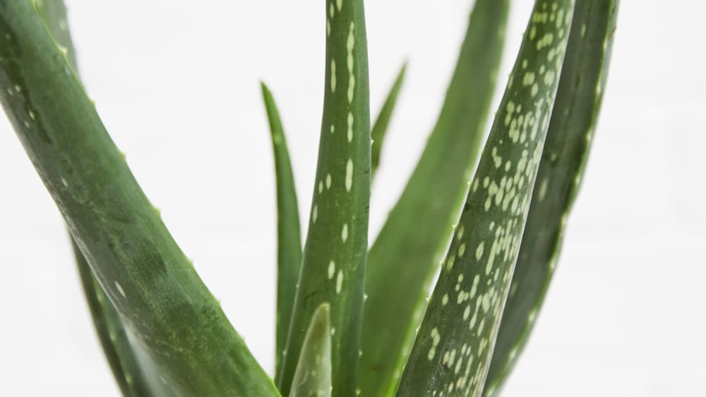 Close-up of aloe vera leaves