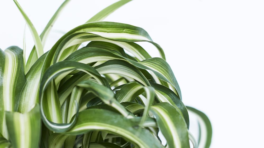 Close-up of a spider plant leaf