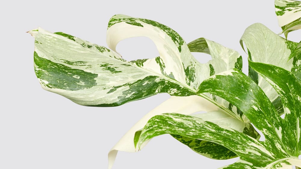 Close up of a variegated green and white monstera leaf