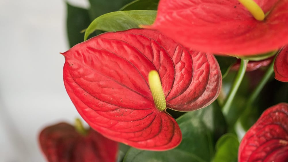 Close-up of an anthurium flower