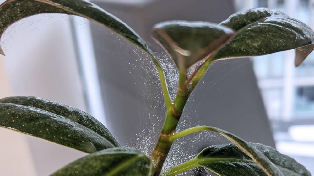 Strategies for Preventing Spider Mite Infestations in Your Garden