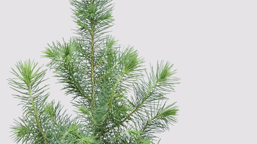 Ultimate Guide to Identify a White Pine