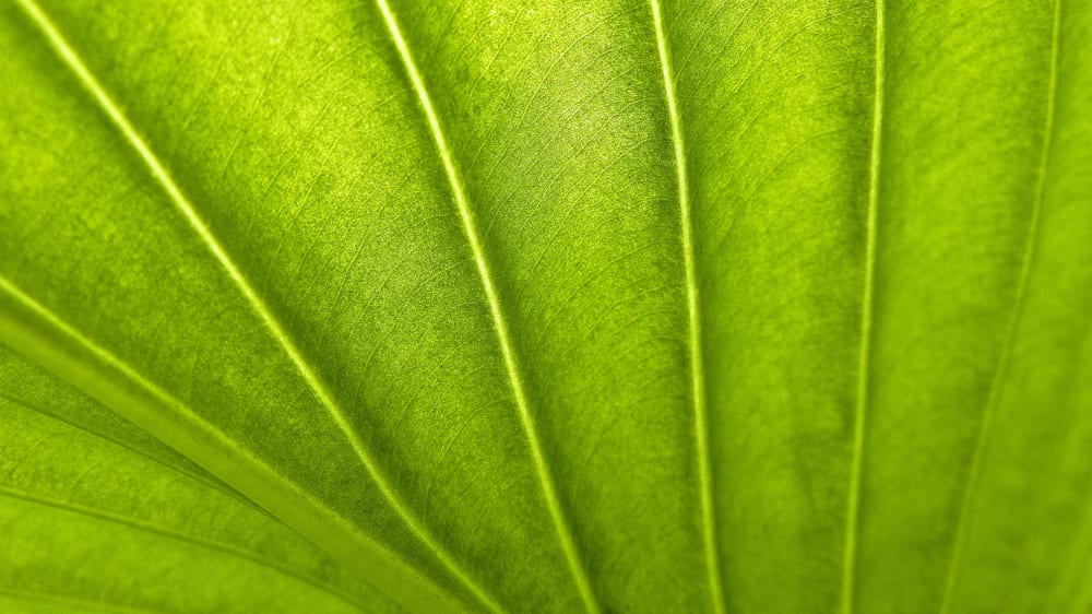 Close-up of a bright green leaf