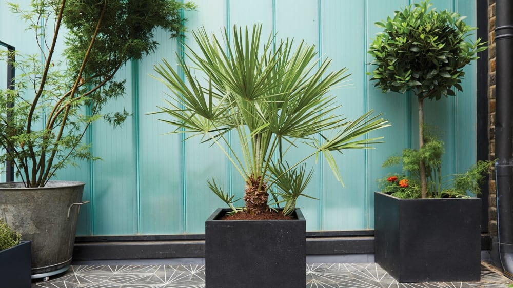 A modern outdoor courtyard with large statement pots containing evergreen and deciduous plants