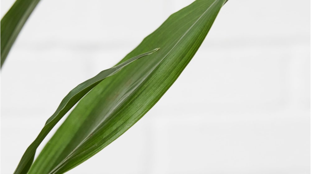 Close-up detail of an aspidistra plant on a white studio background