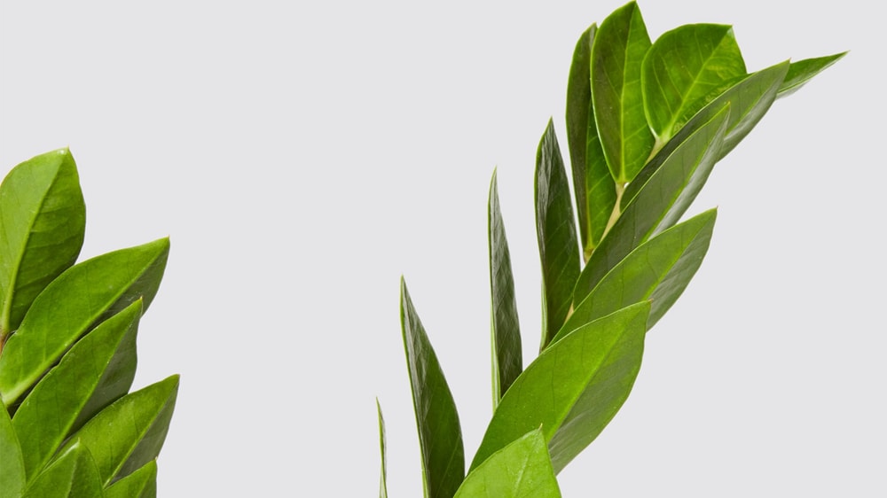 Close-up detail of a zz plant on a white studio background