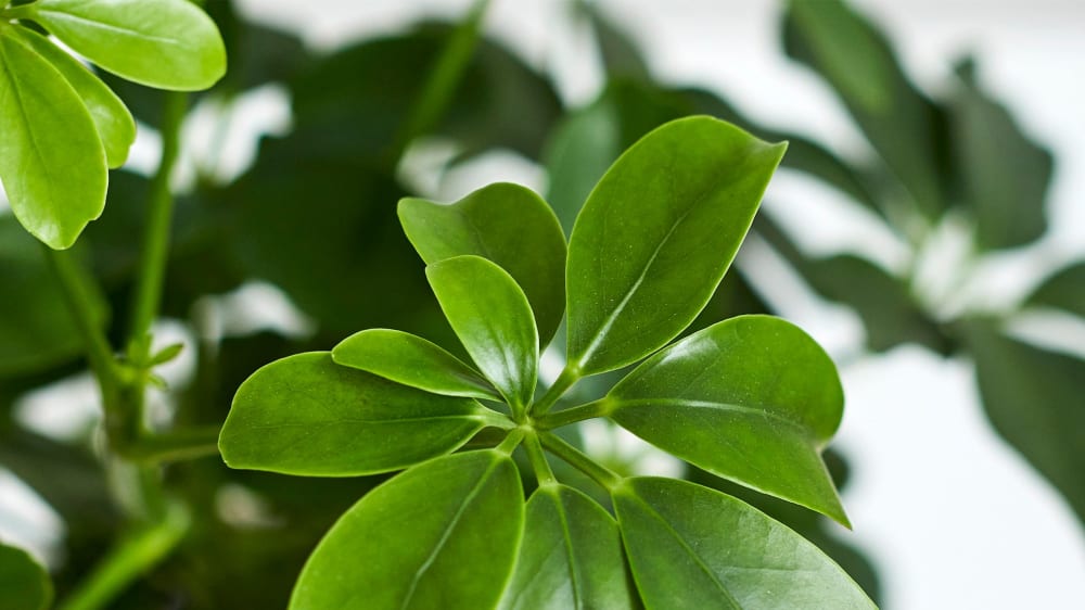 Close-up detail of a schefflera plant on a white studio background