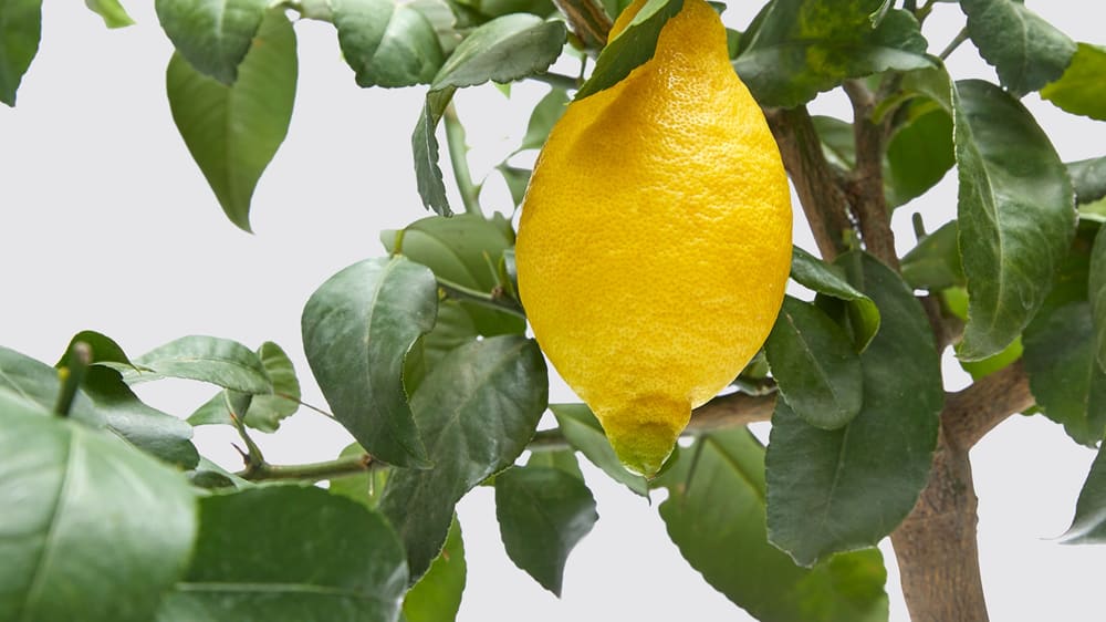 Lemon Tree Leaves Turning Yellow? Here's How to Fix It