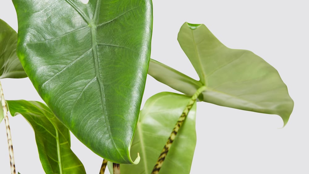 Close-up detail of a 'zebrina' elephant ear alocasia plant on a white studio background