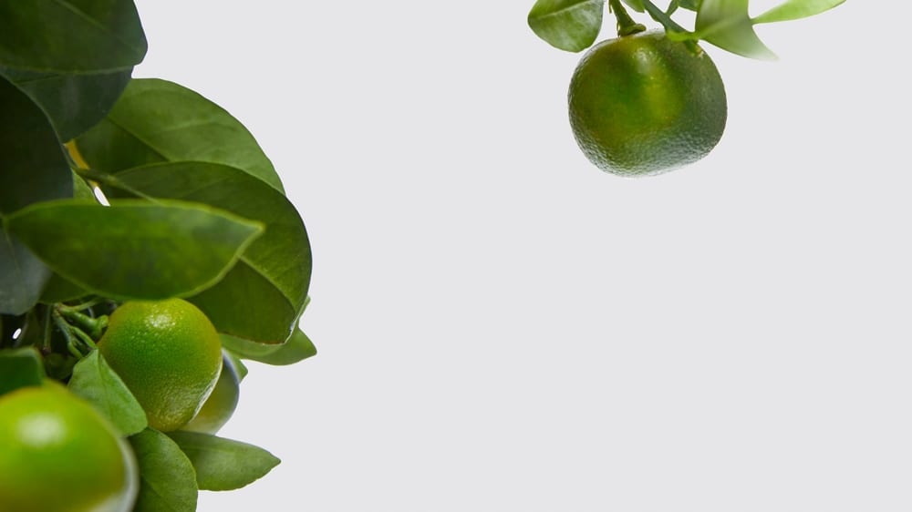 Close-up detail of lime tree on a white studio background