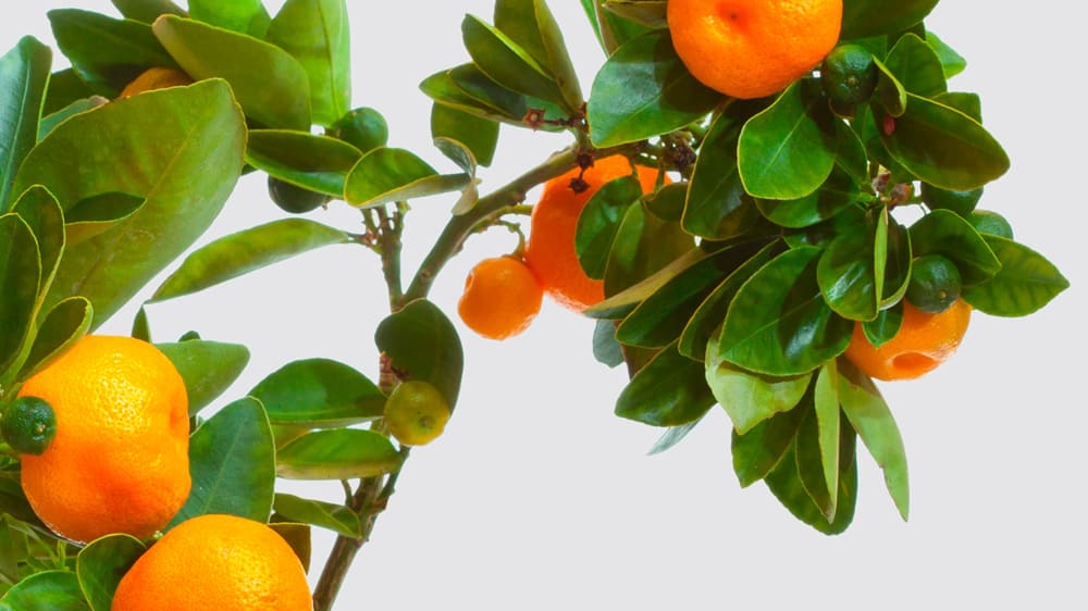 Mandarin Orange Info - Tips For Growing Mandarin Oranges