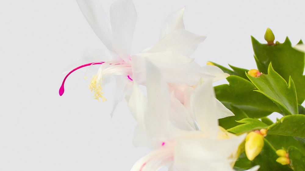 Close-up detail of a flower white Christmas cactus on a white studio background