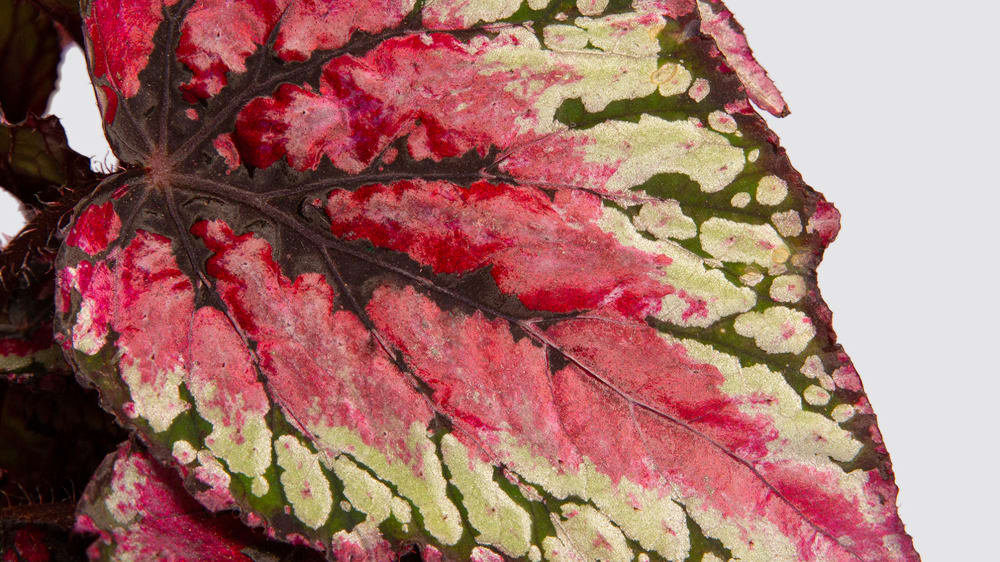 A close-up detail photo of a begonia rex 'Salsa' leaf on a white studio background