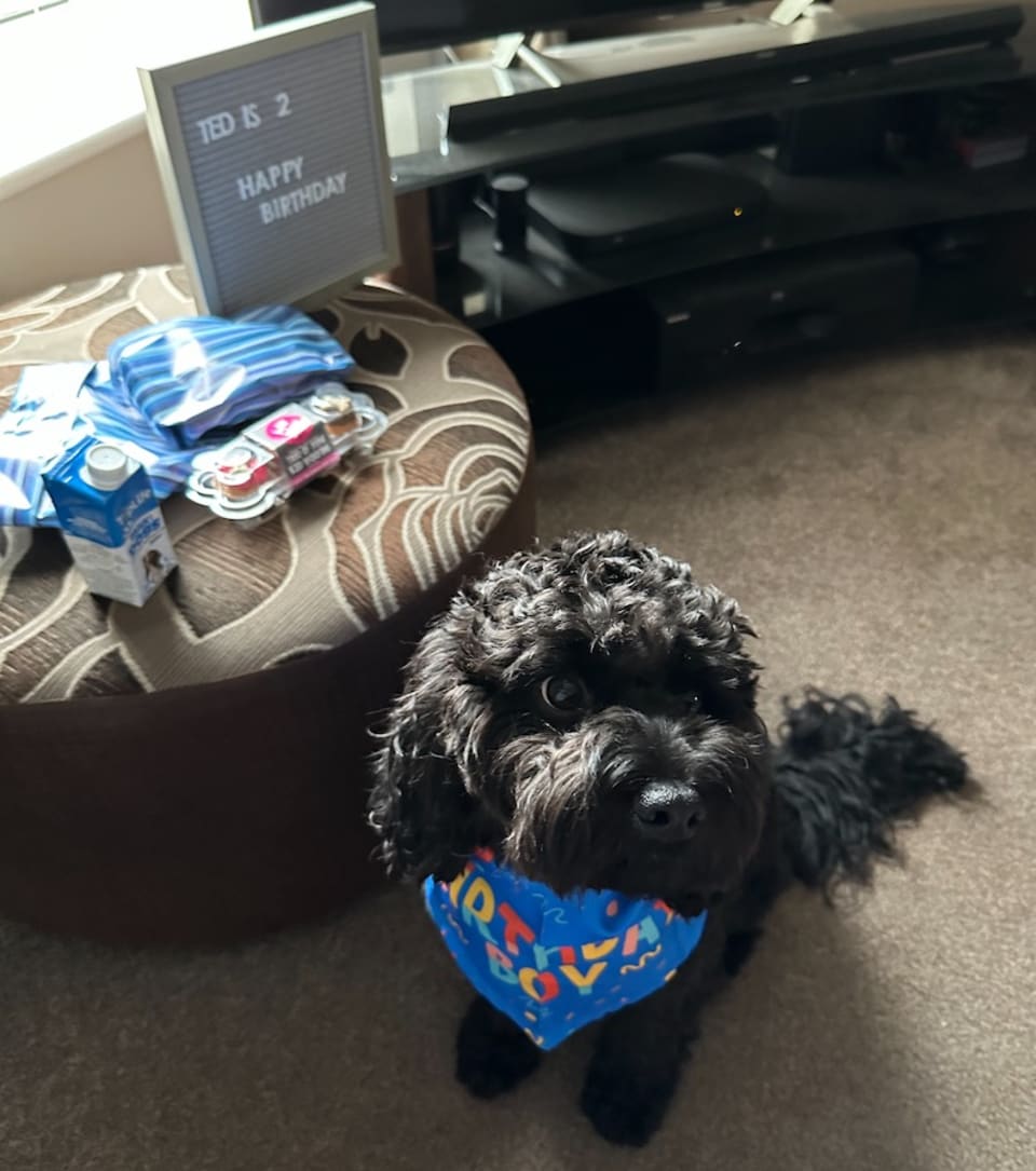 Ted, our cavapoo stood infront of a sign that says 'Ted is 2 happy birthday Ted!'